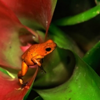 FROG IN BROMELIAD