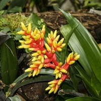 BROMELIAD