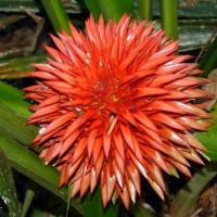 BROMELIAD