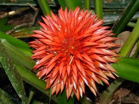 BROMELIAD - nature, image, pretty, flower