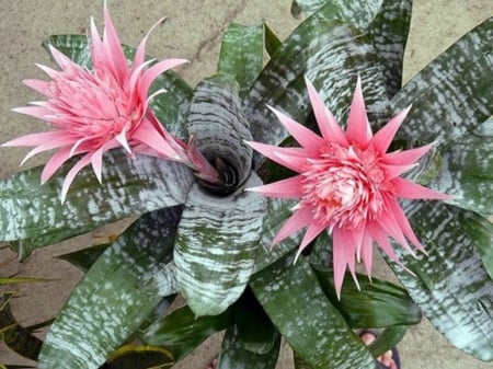 BROMELIAD - IMAGE, NATURE, FLOWER, PRETTY