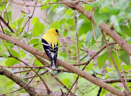 American Goldfinch - Spring, American Goldfinch, Animal, Photography, Bird