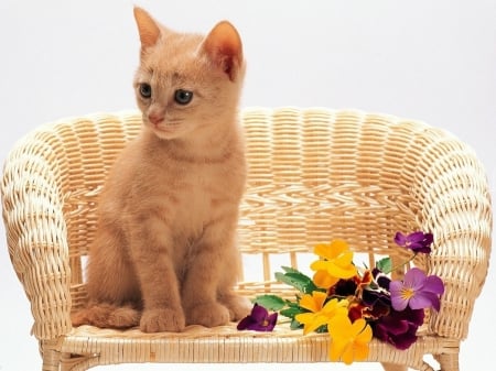 cute cat - cool, photography, animals, cats, flowers, cute