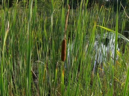 Typha - lake, grass, typha, flower