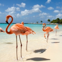 ~ Flamingos On The Beach ~