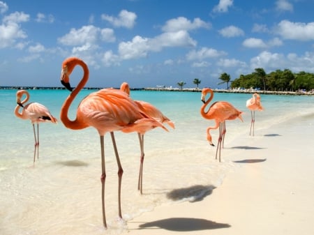 ~ Flamingos On The Beach ~ - wings, bills, feathers, bird