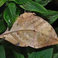 african leaf butterfly