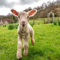 Day-old lamb