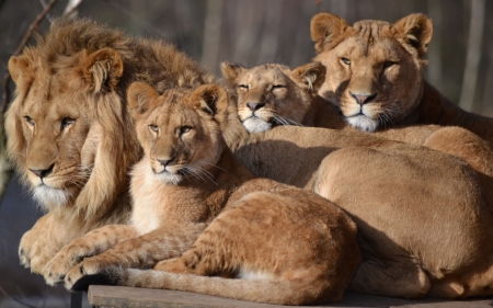 Lions - brown, cub, lion, leu, family, animal