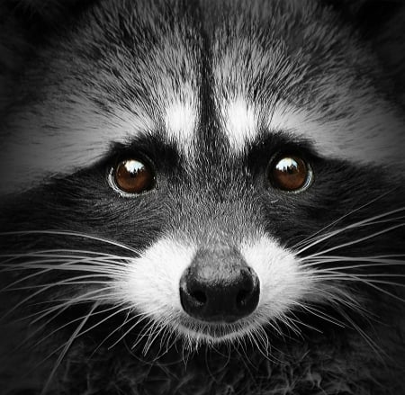 Raccoon - face, raton, raccoon, eyes, animal, bw, enot, cute