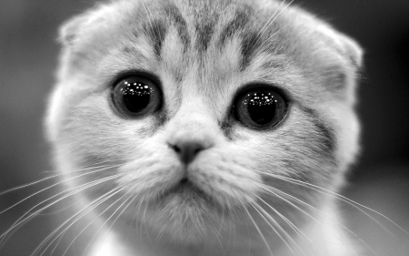 Kitten - kitten, eyes, cute, bw, pisici, face, cat