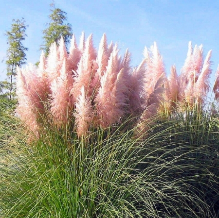 Cortaderia - Grass, Cortaderia, Pink, Flower