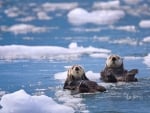 Sea Otters