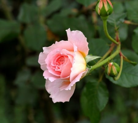 Rose - green, trandafir, rose, flower, pink