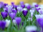 Crocuses