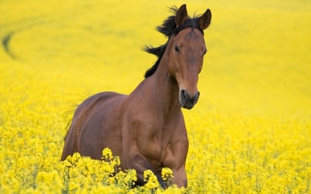 Free - animal, yellow, brown, field, cal, flower, horse