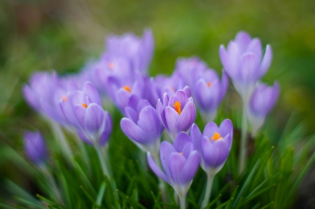 Crocuses - flower, spring, crocus, blue, green