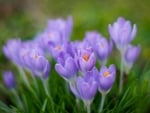 Crocuses