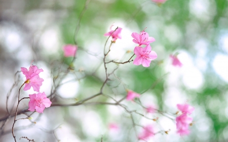 :-) - pink, branch, green, spring, flower