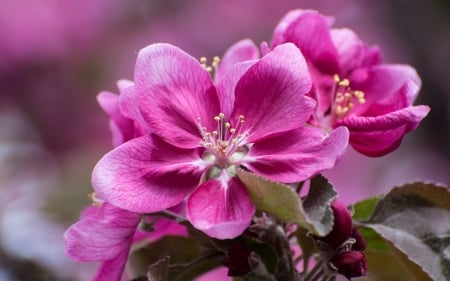 :-) - spring, flower, pink, blossom