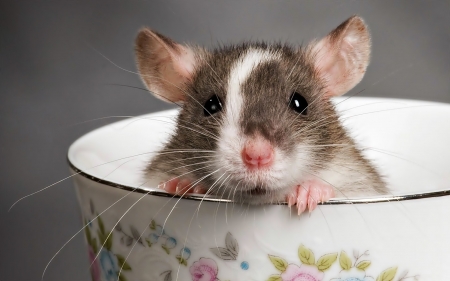 :-) - animal, cute, rodent, mouse, paw, cup