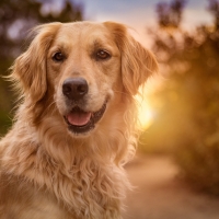 Golden retriever