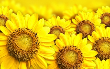 Sunflowers - skin, sunflower, vara, yellow, summer, flower