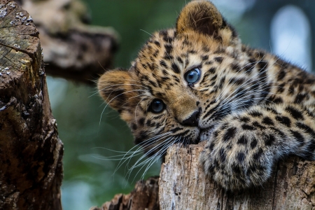 Leopard - leopard, animal, cub, paw, cute