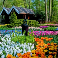 Keukenhof Gardens, Netherlands