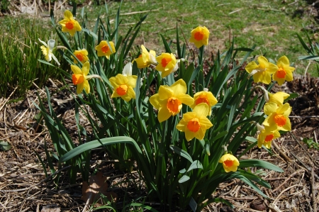 Daffodils - blossoms, garden, plants, spring, petals