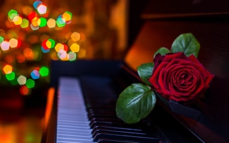 â™¥ï¸ - music, piano, rose, lights