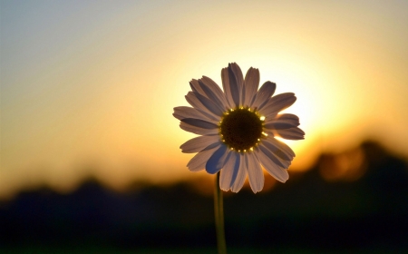 Daisy Flower - daisy, sunshine, field, flower