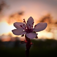 Nectarine Flower