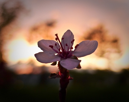 Nectarine Flower - blossom, sunshine, flower, nectarine