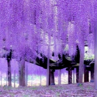 Ashikaga Blumenpark Touchigi Japan