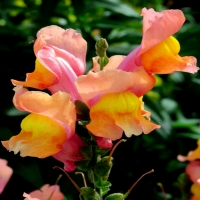 Pink and Yellow Baby Snapdragon Flowers