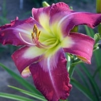 Day Lily White Eyes Pink Dragon