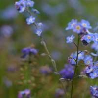 forget-me-not