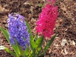 Pretty Hyacinths