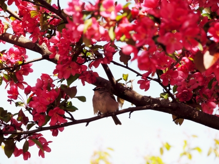 Spring Blossoms - Nature, Tree, Spring, Apple Blossoms, Blossoms, Photography, Sparrow