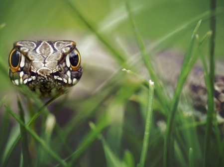 SNAKE IN THE GRASS - nature, grass, reptile, snake