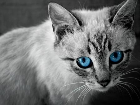 BLUE EYES - image, cat, blue, eyes