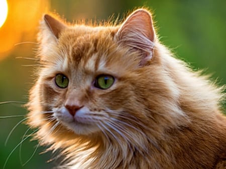 BEAUTIFUL CAT - FELINE, IMAGE, BEAUTIFUL, CAT