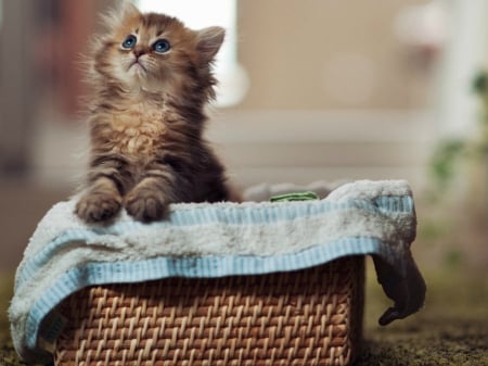 KITTEN IN A BASKET - image, basket, cute, kitten