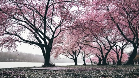 :-) - black, sakura, punk, banter snaps, flower, tree