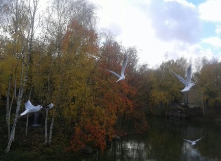 mouettes - disneyland, birds, nature, animals