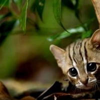 World Smallest WILD Cat 