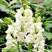 Snowflake Snapdragon