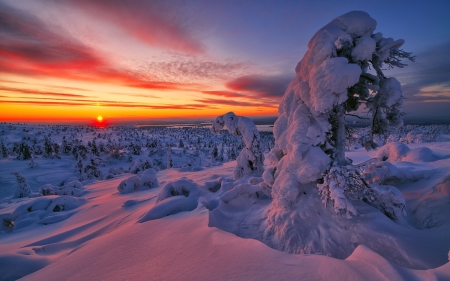 Winter Sunset - winter, nature, sunset, snow