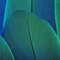 Upward Feathers of green